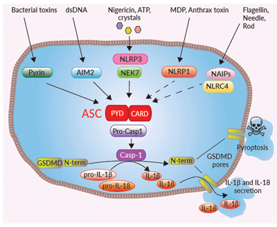  The role of ASC in canonical inflammasomes