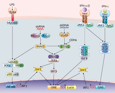 PRR signaling in RAW-Lucia™ ISG KO-IRF5 cells