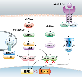 IRF signaling pathways in RAW-Lucia™ ISG-KO-IRF7 cells