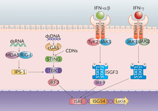 RAW-Lucia™ ISG cells signaling