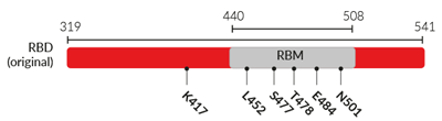 Key amino acids in the RBD (original)