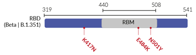 Key mutations in the Beta variant (B.1.351) RBD 