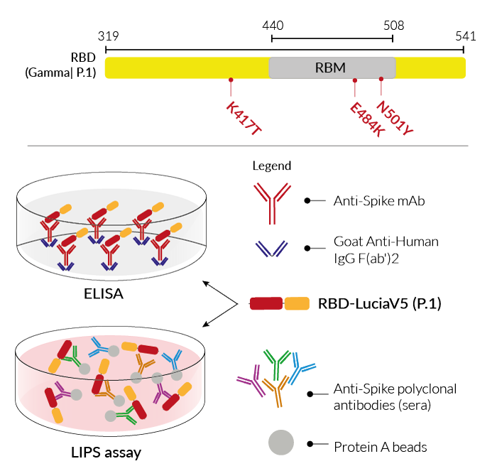 ELISA analysis of sera immunoglobulin (Ig)G dynamics. The data