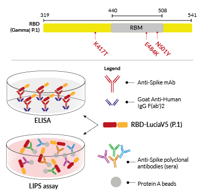 RBD-LuciaV5 fusion protein for ELISA & LIPS