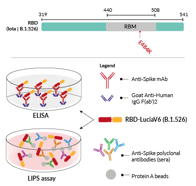 RBD-LuciaV4 fusion protein for ELISA & LIPS