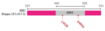 Key mutations in the Kappa variant (B.1.617.1) RBD