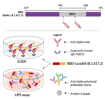 RBD-LuciaV8 fusion protein for ELISA & LIPS