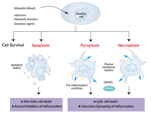 Apoptotic, pyroptotic, and necroptotic cell deaths