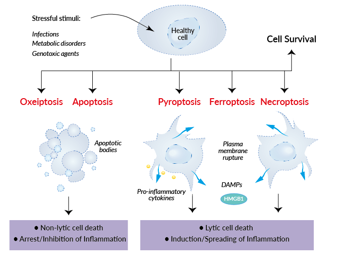 Apoptosis