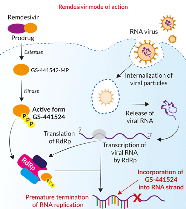 Remdesivir Rdrp Inhibitor Invivogen