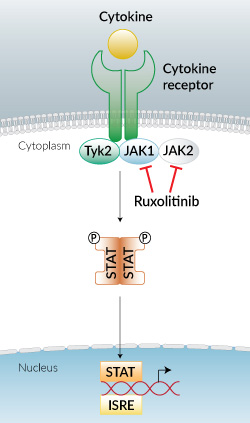 JAK1 & JAK2 inhibition by Ruxolitinib