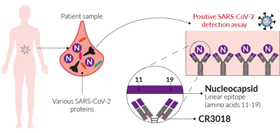 SARS-CoV-2 detection mAb (clone CR3018)