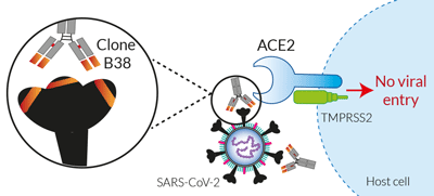 SARS-CoV-2 specific neutralizing mAb (clone B38)