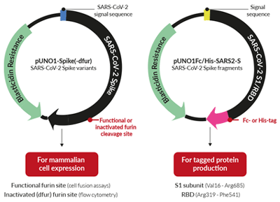 SARS-CoV-2 Spike expression vs. production vectors