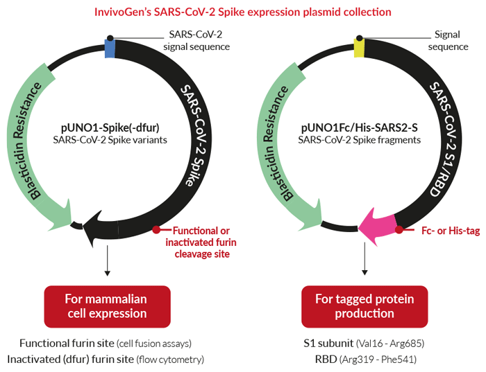 Spike, S1, RBD, SARS-CoV-2 plasmids