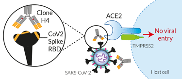 SARS-CoV-2 specific neutralizing mAb (clone H4)