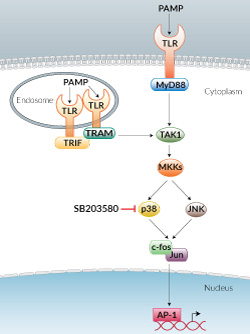 p38 MAP Kinase inhibition by SB203580