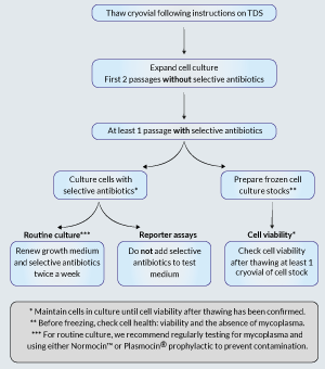 Use of selective antibiotics with HEK-Blue™ cells