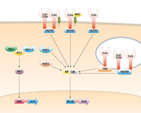 Simplified representation of the TLR, NOD and RLR pathways