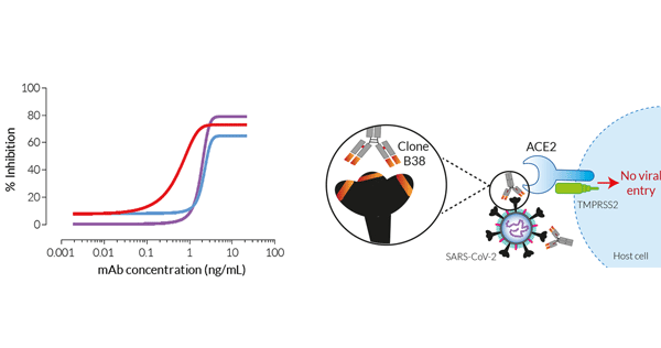 SARS-CoV-2 RBD mAb | Clone B38 | InvivoGen