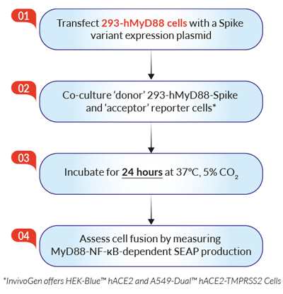 Applications of 293-SARS2 Spike Cells