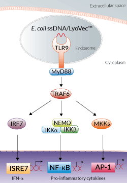 TLR9 activation with E. coli ssDNA/LyoVec™