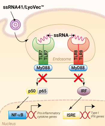 No activation of TLR7/8 by ssRNA41/LyoVec™
