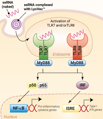 TLR7 and/or TLR8 activation with ssRNA