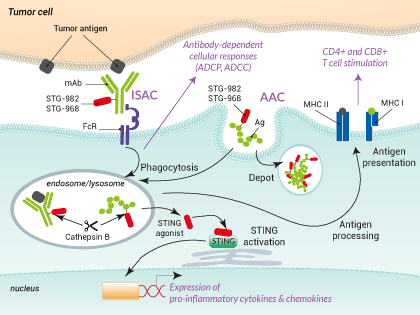 Applications for STING conjugatable ligands