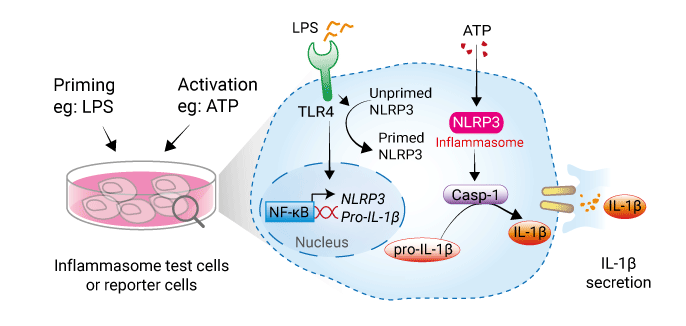 Production of IL-1β by THP-1 cells