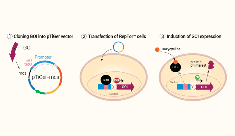 TiGer Tet-on System - Inducible Protein Expression