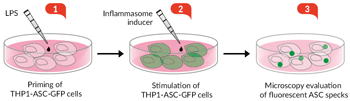  Activation of THP1-ASC-GFP Cells