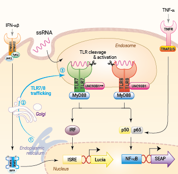 Trafficking and signaling in THP1-Dual™ TLR7/8 cells