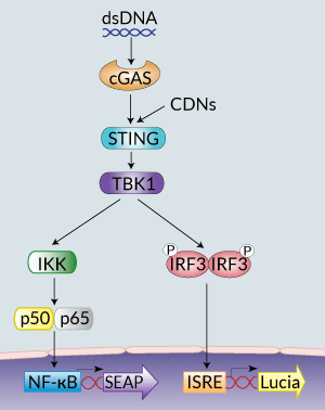 STING signaling in THP1-Dual™ KI-mSTING cells