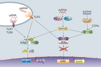 Nucleic acid sensing signaling in THP1-Dual™ KO-IRF3 cells