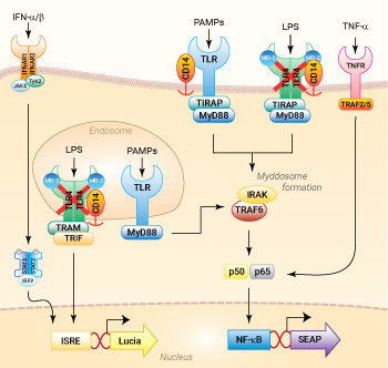 NF-κB and IRF signaling pathways in THP1-Dual™ KO-TLR4 cells