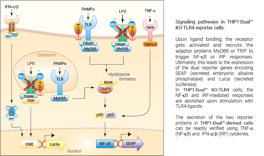 LPS-EK, Lipopolysaccharide from E. coli K12