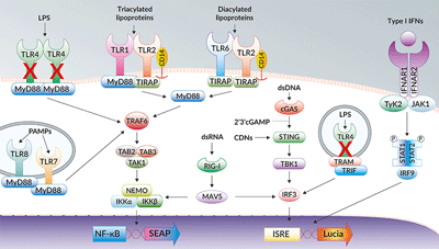 NF-κB and IRF signaling pathways in THP1-Dual™ KO-TLR4 cells