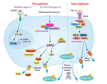  Signaling in THP1-HMGB1-Lucia™ cells