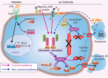  Inflammasome signaling in THP1-KO-GSDMD cells