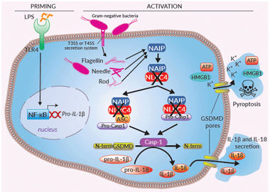  Inflammasome signaling in THP1-KO-NLRC4 cells
