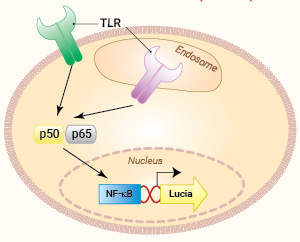 Signaling pathways in THP1-Lucia™ NF-κB cells