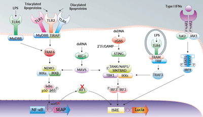 NF-κB and IRF signaling pathways in THP1-Dual™ KO-IRF1 cells