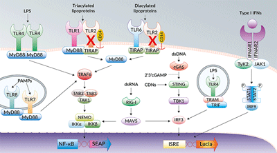 NF-κB and IRF signaling pathways in THP1-Dual™ KO-TLR2 cells