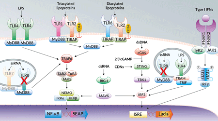 NF-κB and IRF signaling pathways in THP1-Dual™ KO-TLR8 cells