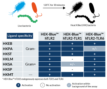 Specificity of TLR2 heterodimer activation of heat-killed bacteria