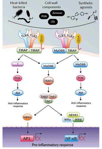 Activation of TLR2