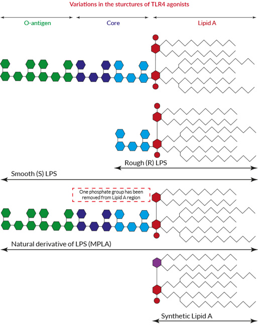 logik Konkurrence Muligt TLR4 Agonists | LPS and Lipid A | InvivoGen