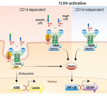 Rough and smooth LPS-induced signaling