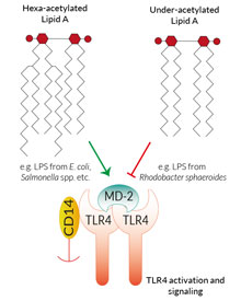 TLR4 antagonist activity of LPS-RS